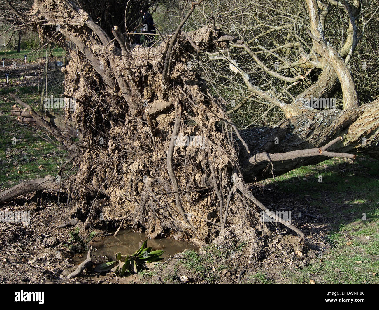 Un arbre tombé renversé par les tempêtes d'hiver au début de 2014 à Hillier Gardens montrant le système racinaire superficiel, Banque D'Images