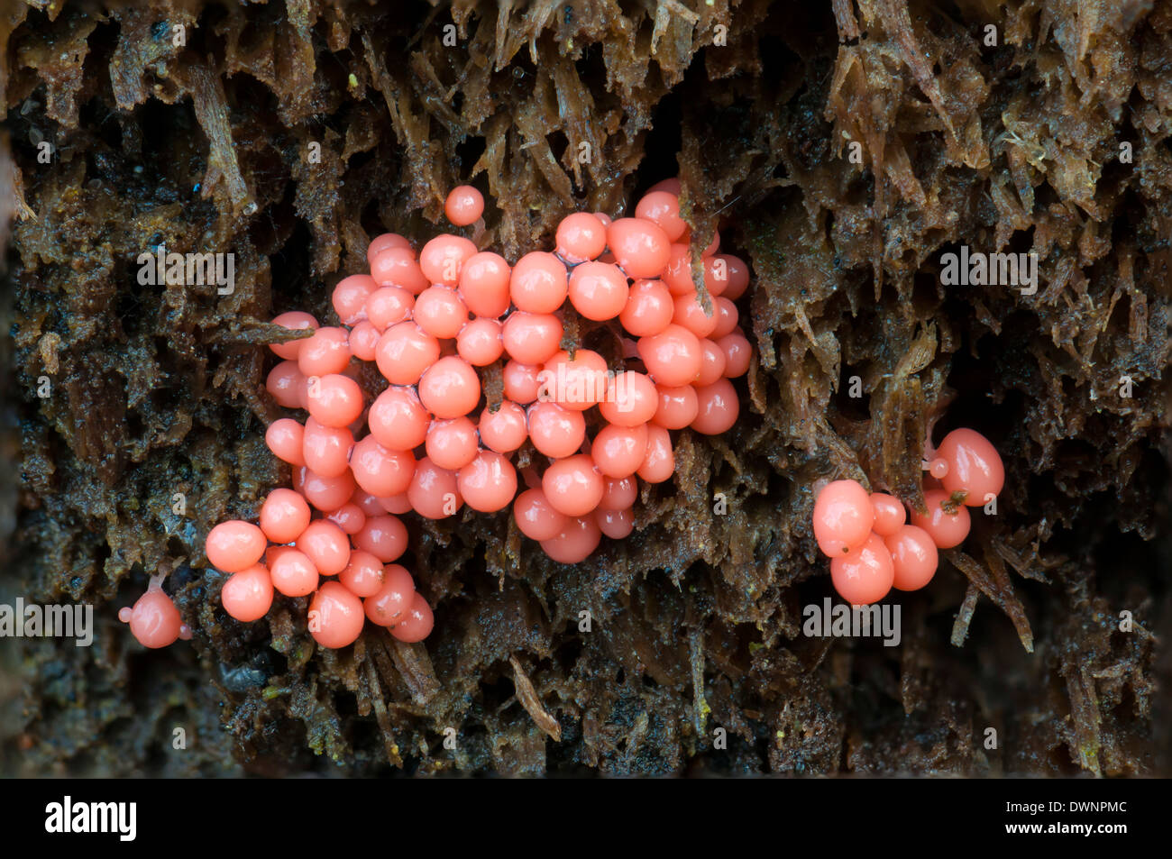 Myxomycète rouge (Myxomycet Arcyria), des organes de fructification, Hesse, Allemagne Banque D'Images