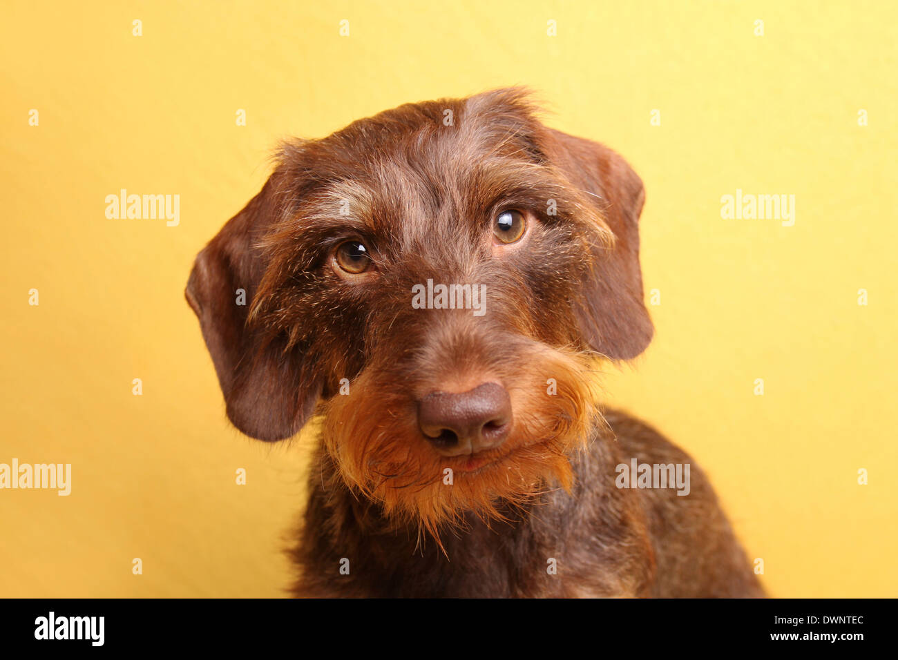Teckel à poil dur, portrait, Allemagne Banque D'Images