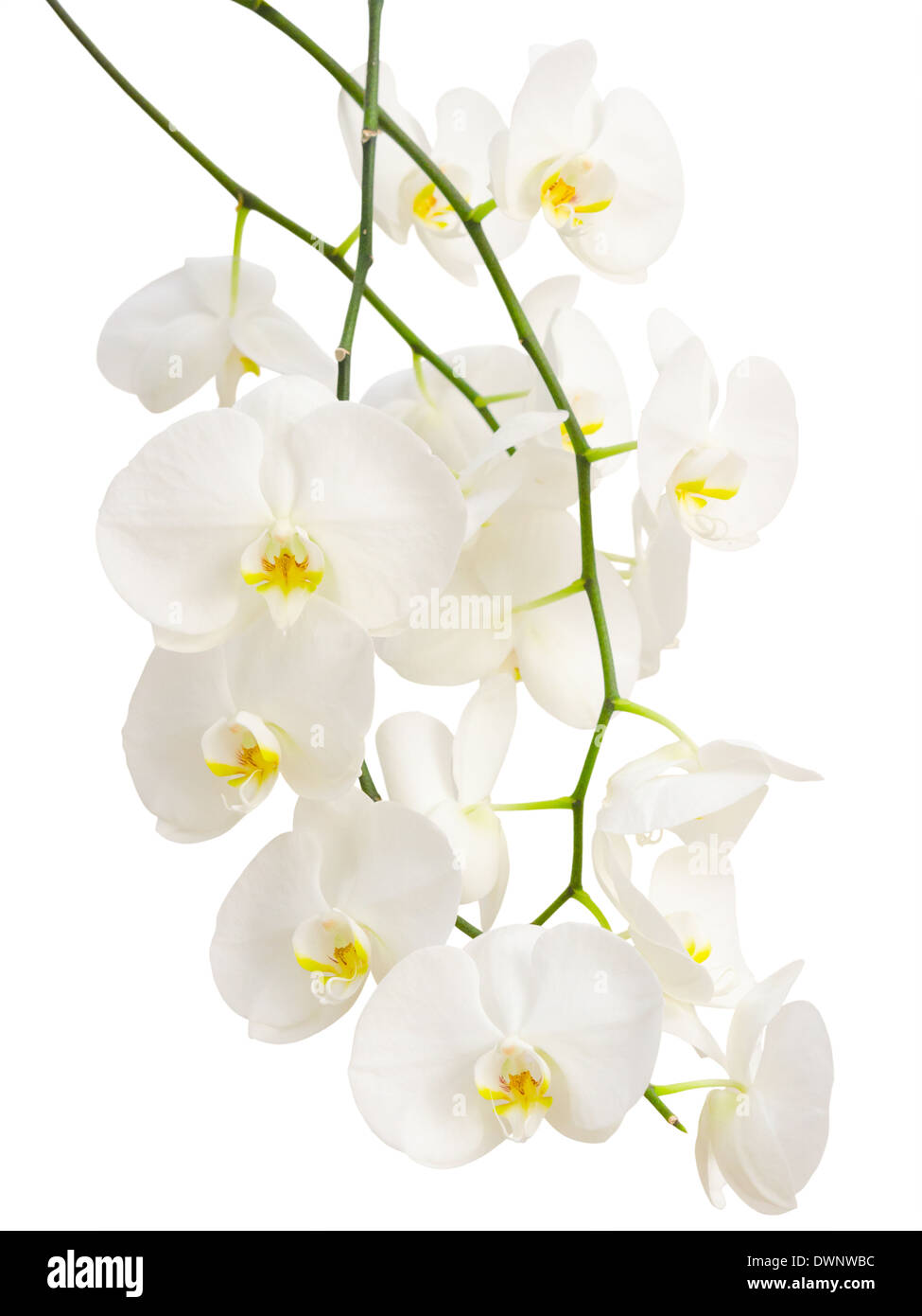 Branches de l'élégante longue romantique fleurs orchidée blanche isolée Banque D'Images