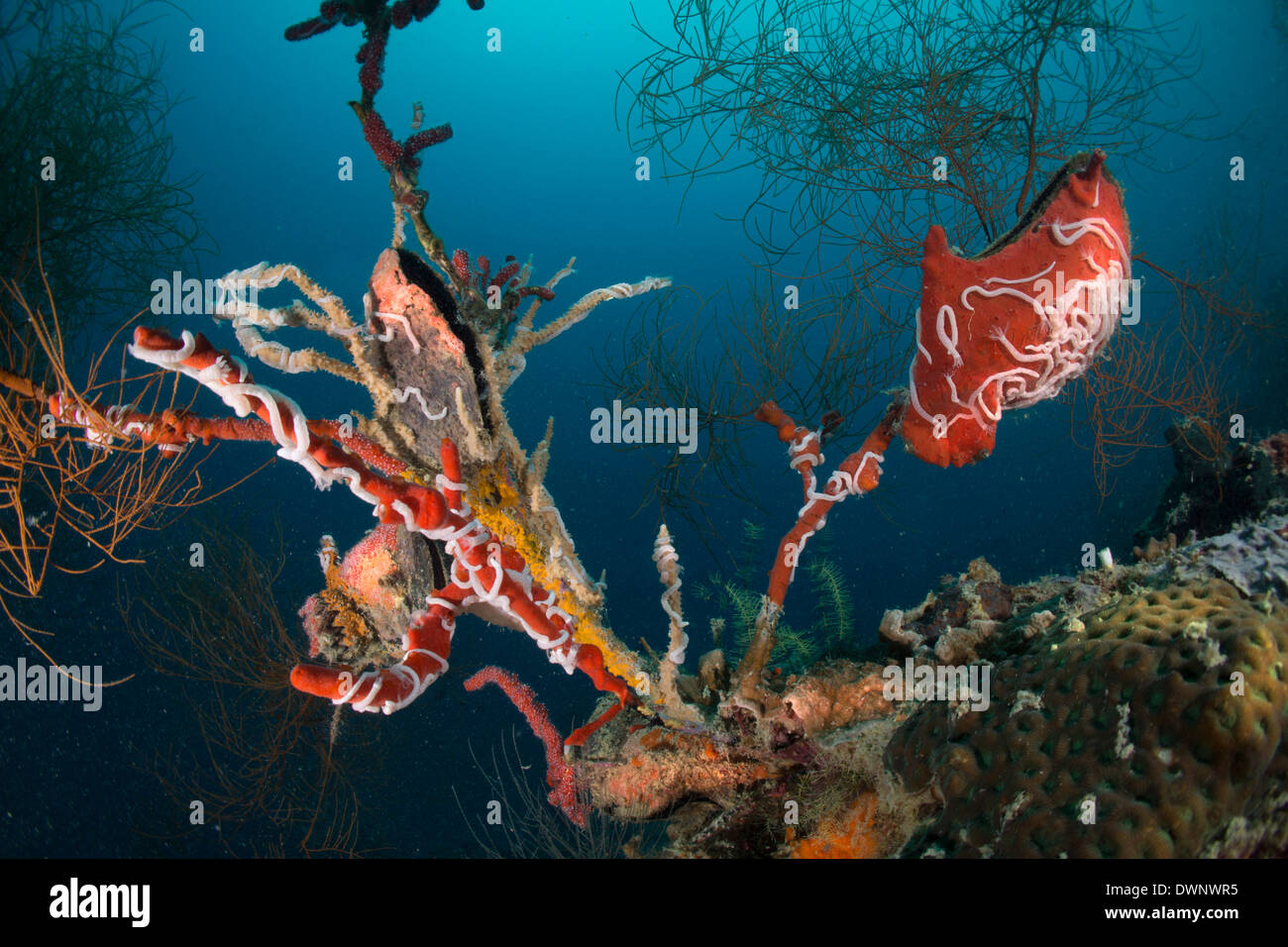 L'huître à ailes noires (Pteria) dans un récif de corail, Philippines Banque D'Images