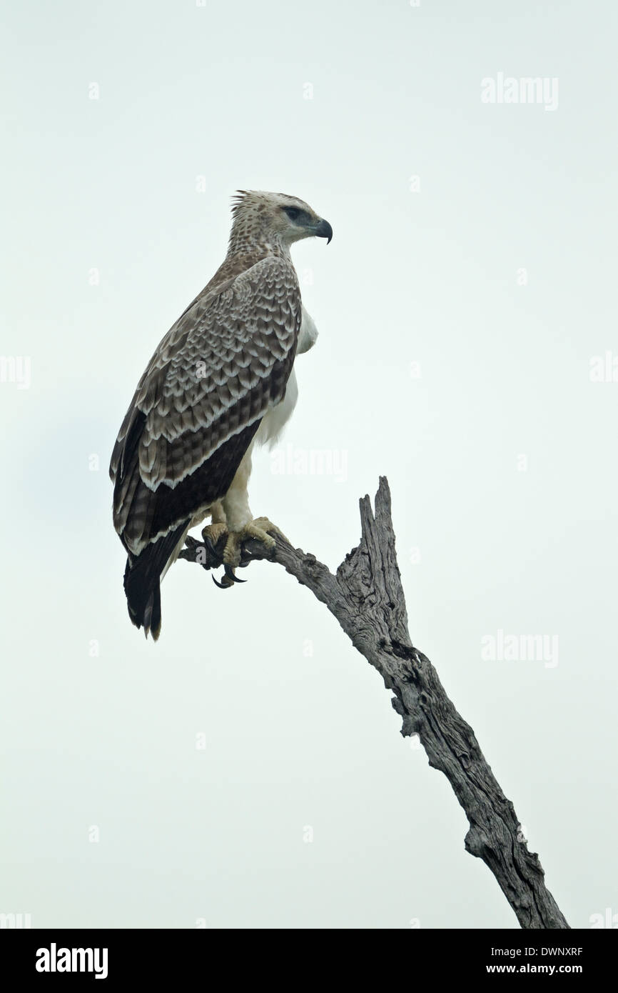 (Polemaetus bellicosus Martial Eagle), juvénile perché sur une branche, Parc National Kruger en Afrique du Sud Banque D'Images