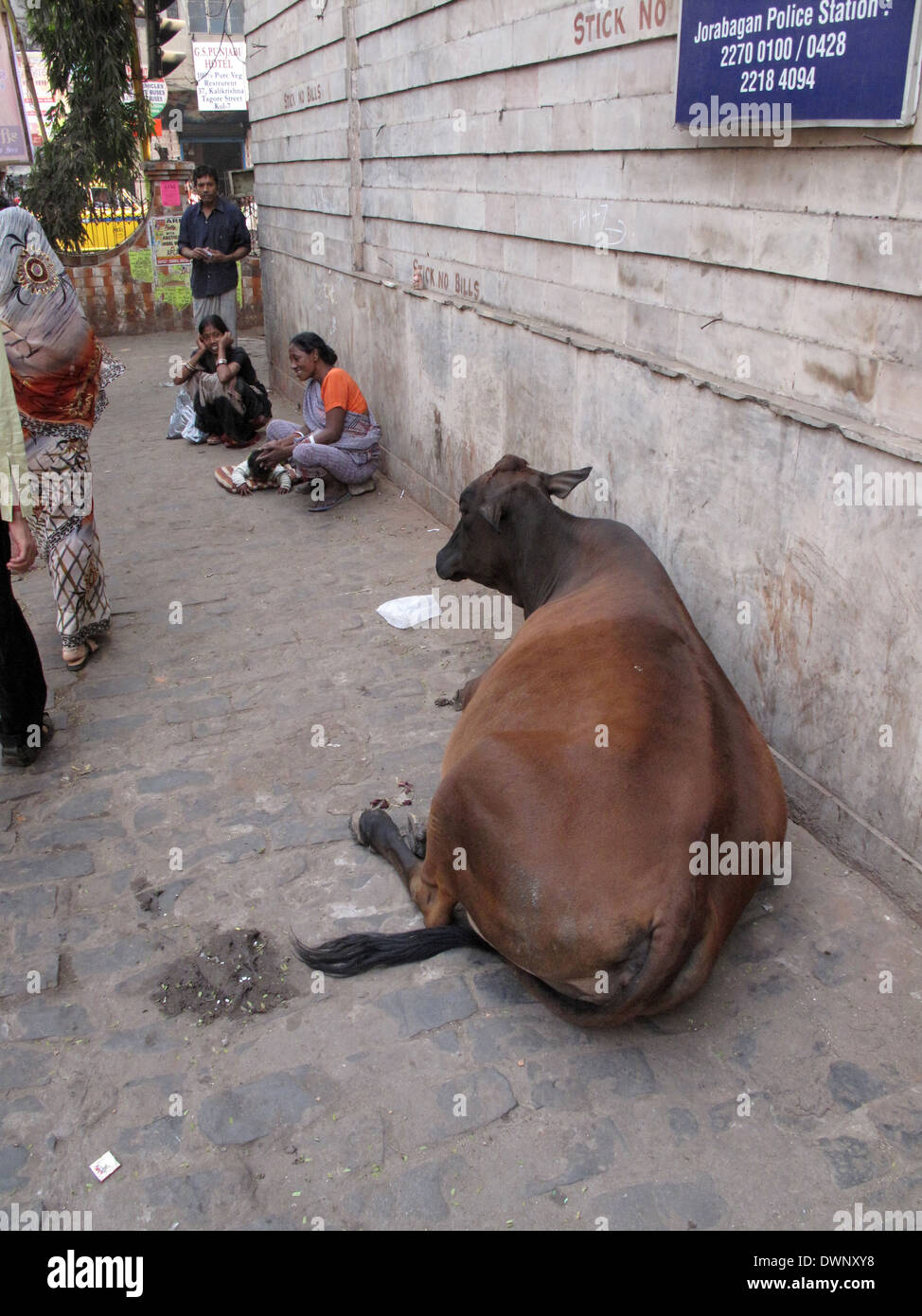 Rues de Calcutta. Détente de vache dans la rue de Kolkata, Inde, le 25 janvier 2009. Banque D'Images