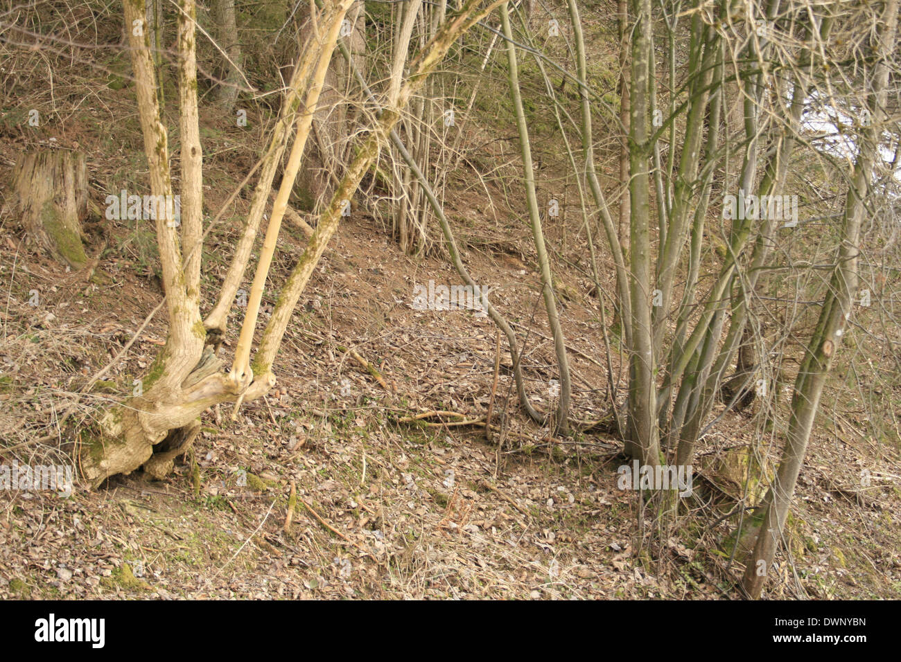 Noueux, juste des arbres dans un bois Banque D'Images