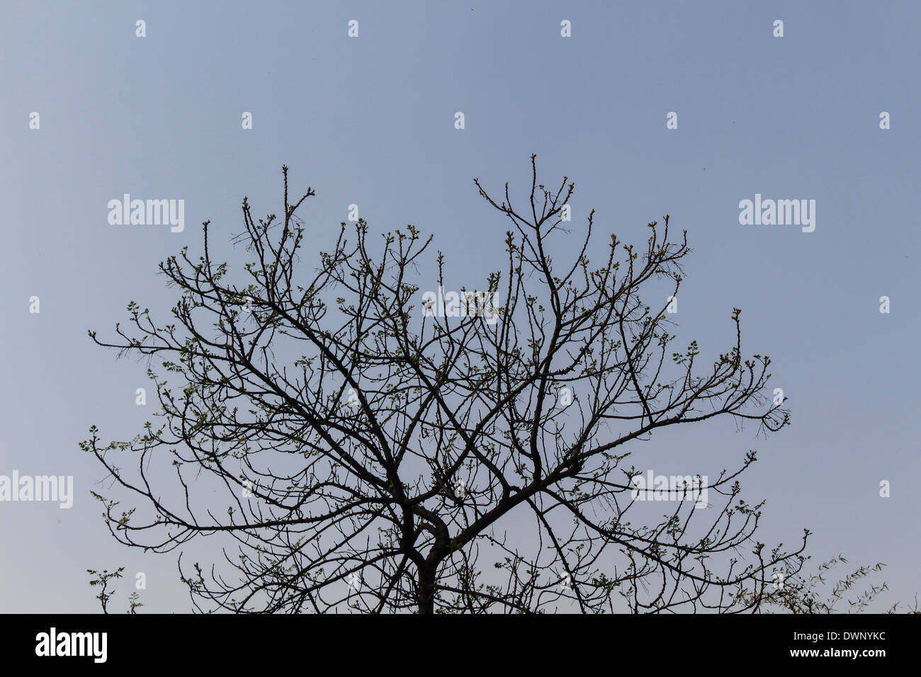 Branches d'un arbre avec ciel bleu en toile de fond, la propagation des branches ayant quelques feuilles sur eux, mais la plupart des feuilles sont tombées Banque D'Images