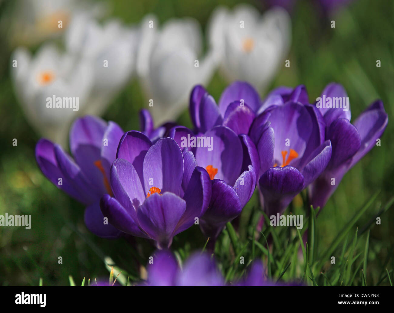 Les crocus violet et blanc Banque D'Images