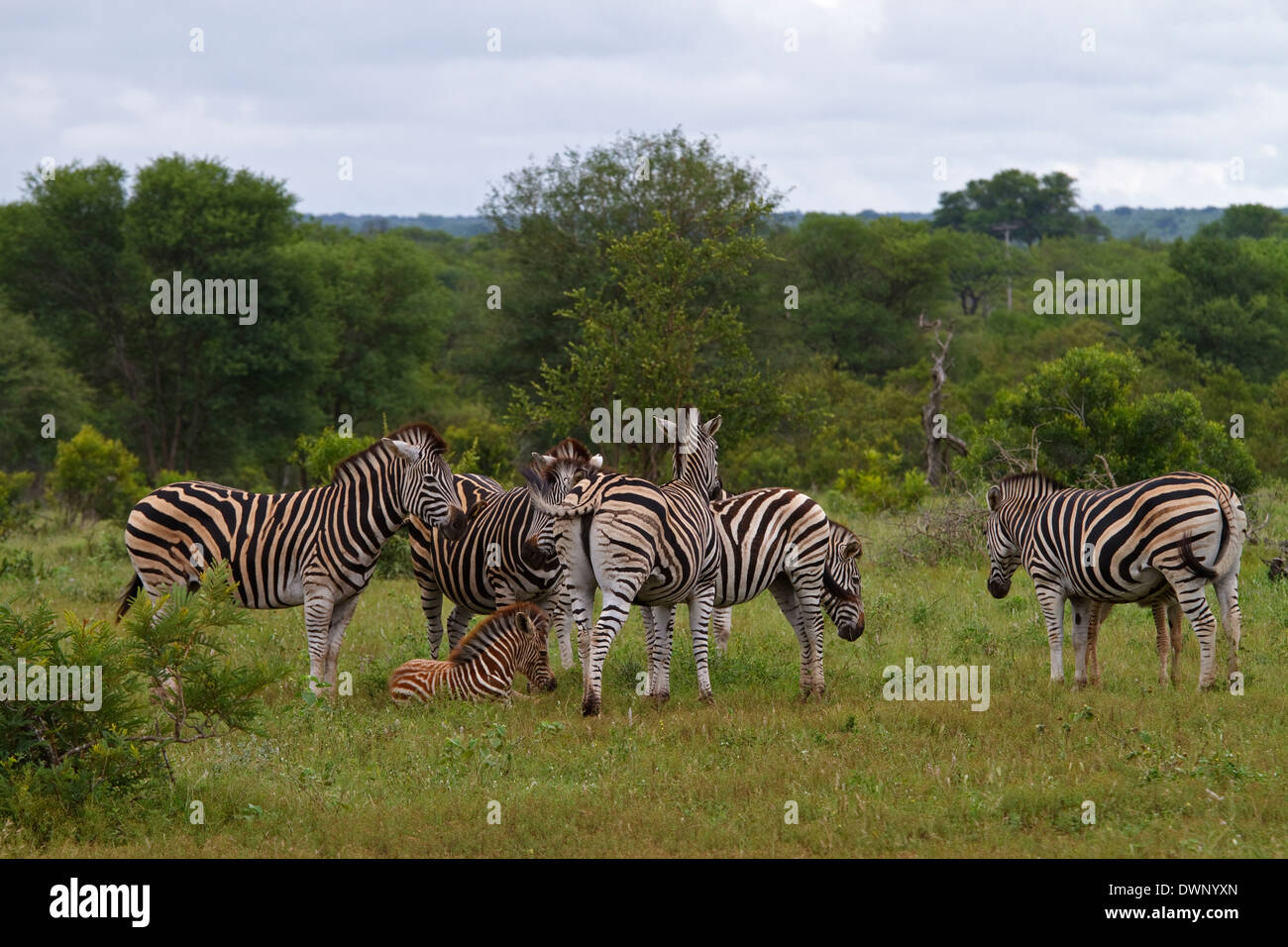 Un petit groupe de zèbres de Burchell (Equus quagga burchelli). Le Parc National Kruger en Afrique du Sud Banque D'Images