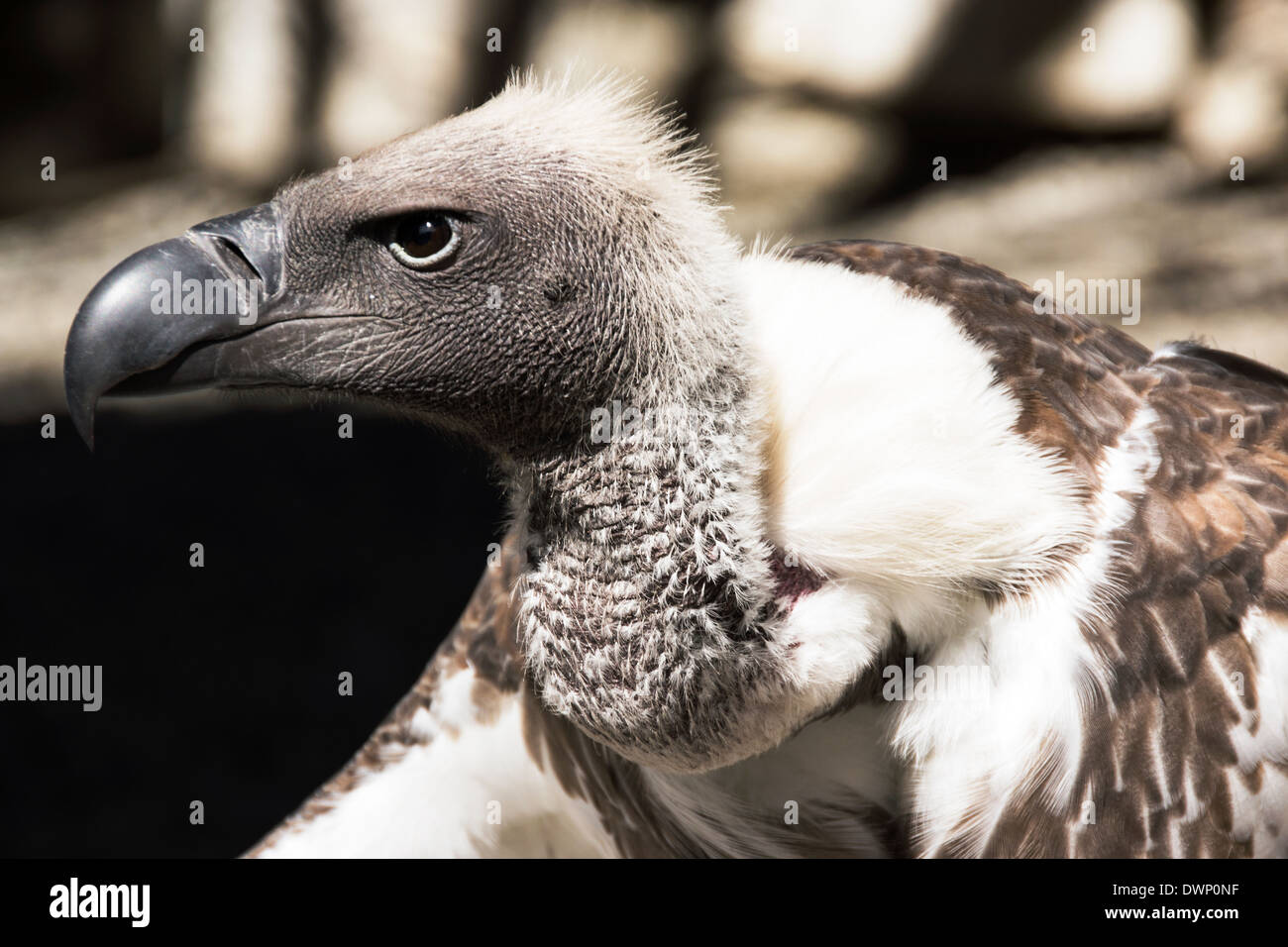 Vautour africain (Gyps africanus).photographié en captivité. Banque D'Images