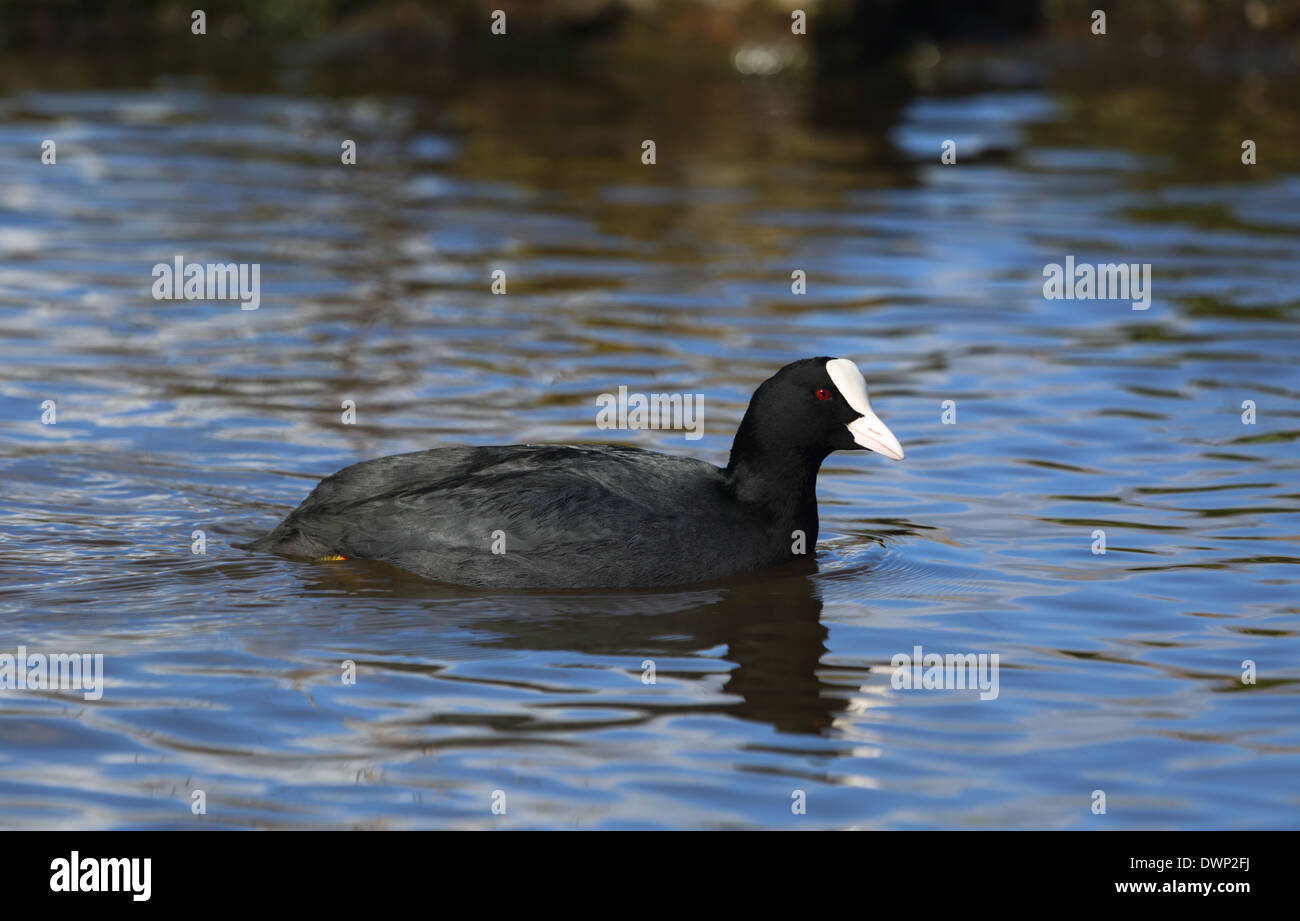 Foulque sur le lac Banque D'Images