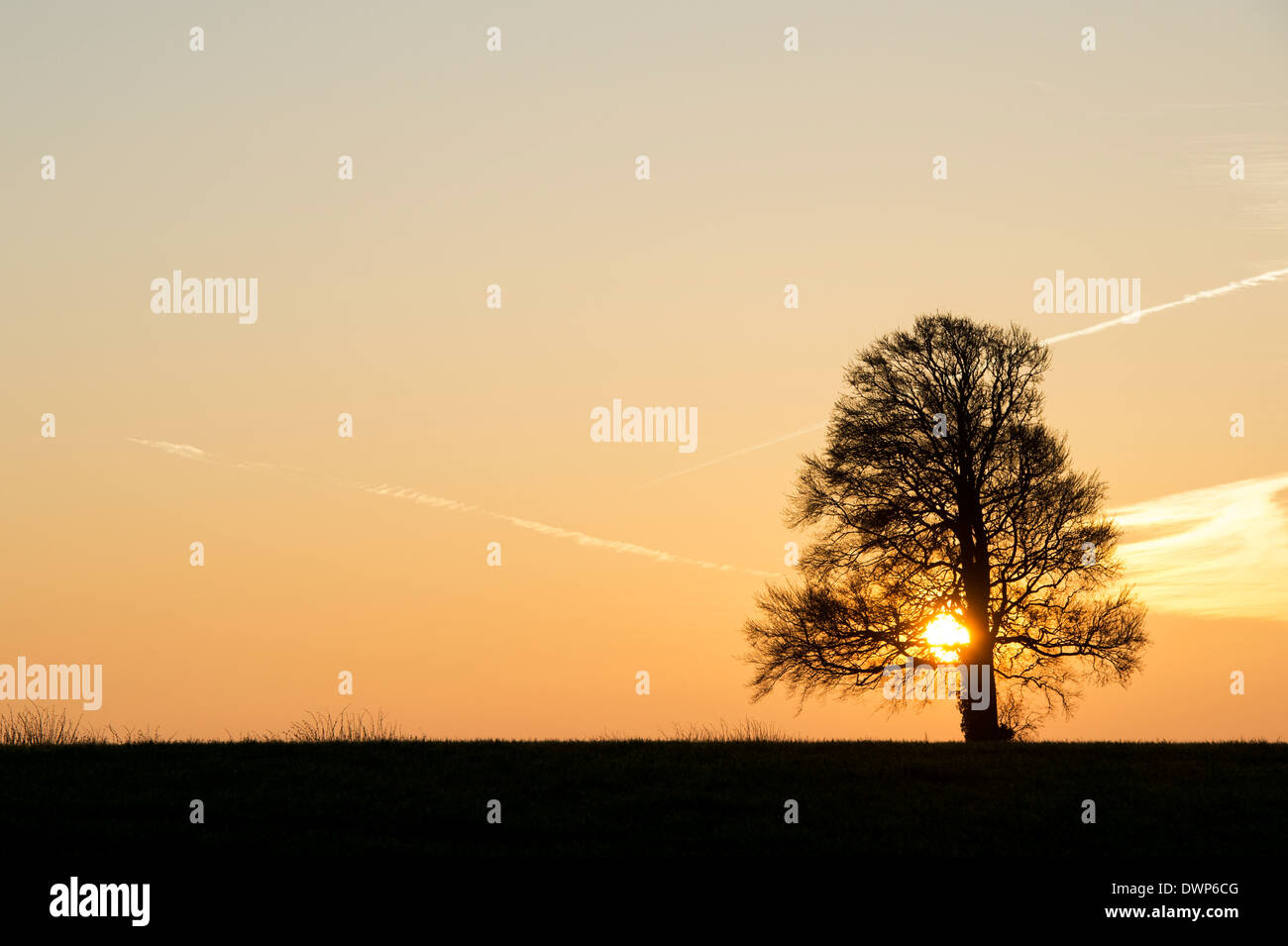 Quercus. Oak Tree silhouette lever du soleil dans la campagne anglaise Banque D'Images