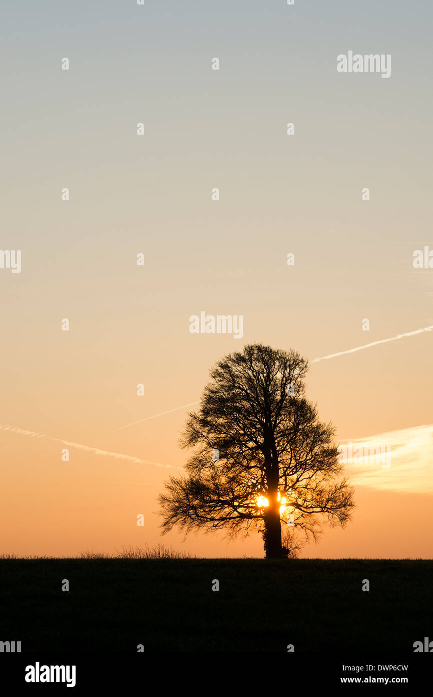 Quercus. Oak Tree silhouette lever du soleil dans la campagne anglaise Banque D'Images