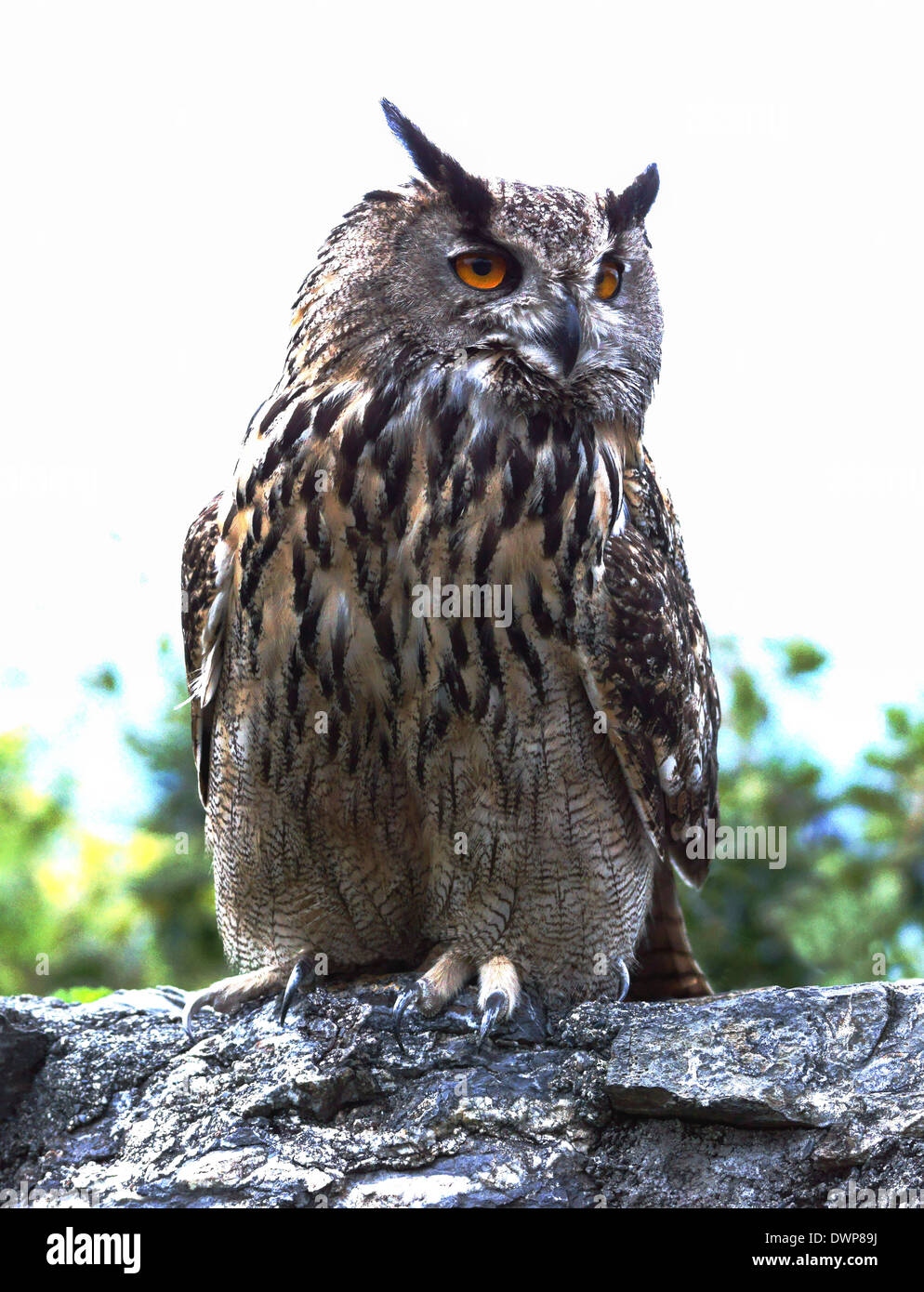 Des profils Eagle Owl Bubo bubo ( ). Banque D'Images