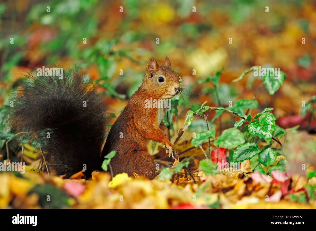 Écureuil rouge eurasiennes ou de l'Écureuil roux (Sciurus vulgaris), Nordrhein-Westfalen, Allemagne Banque D'Images