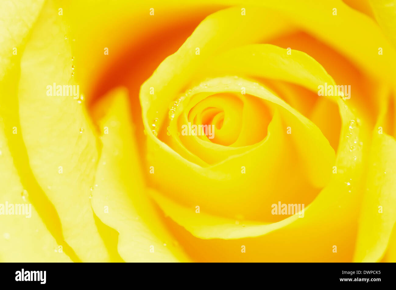 Rose (Rosa spec.) Banque D'Images