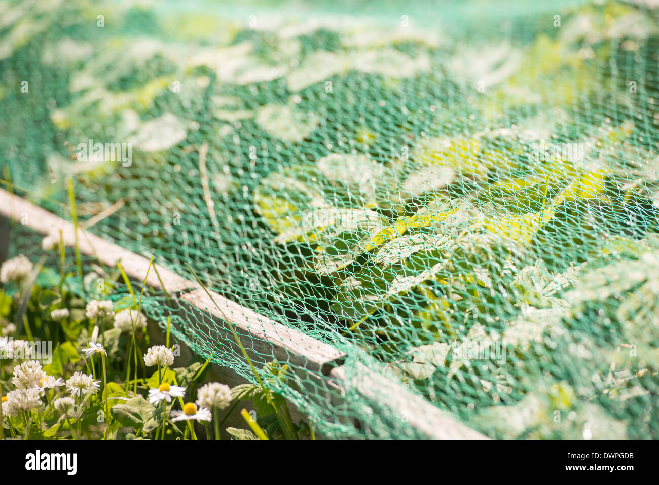 Les plantes qui poussent dans un jardin en lit de légumes protégés par le filet en plastique Banque D'Images