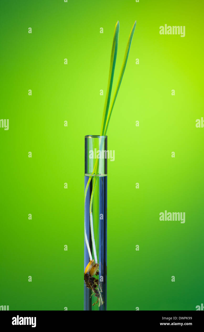L'une pousse vert frais dans le tube à essai sur vert Banque D'Images