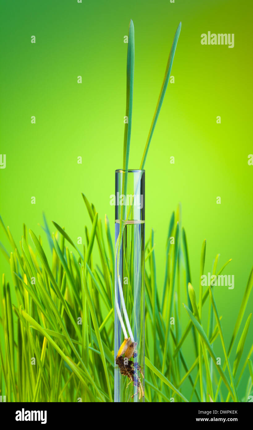 L'une pousse vert frais dans le tube à essai sur fond d'herbe printemps vert frais Banque D'Images