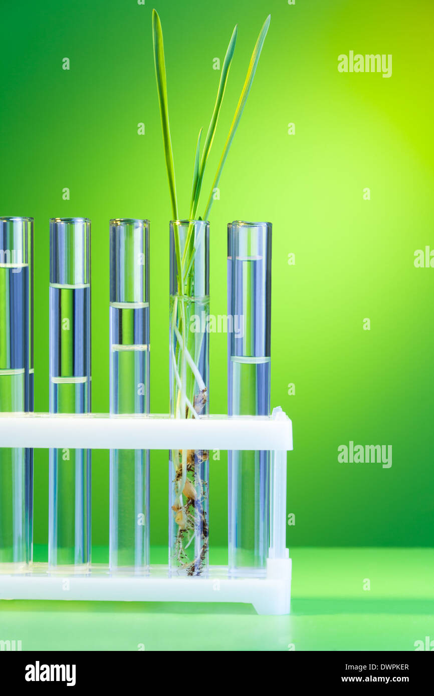 L'un vert frais germer dans la rangée de tubes à essai sur vert Banque D'Images