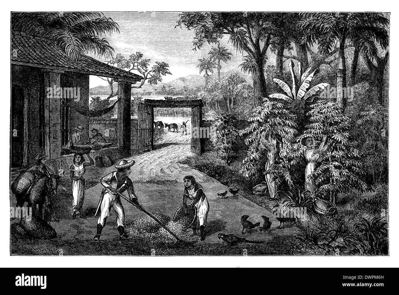 Des plants de café, de la récolte du café au Brésil Banque D'Images