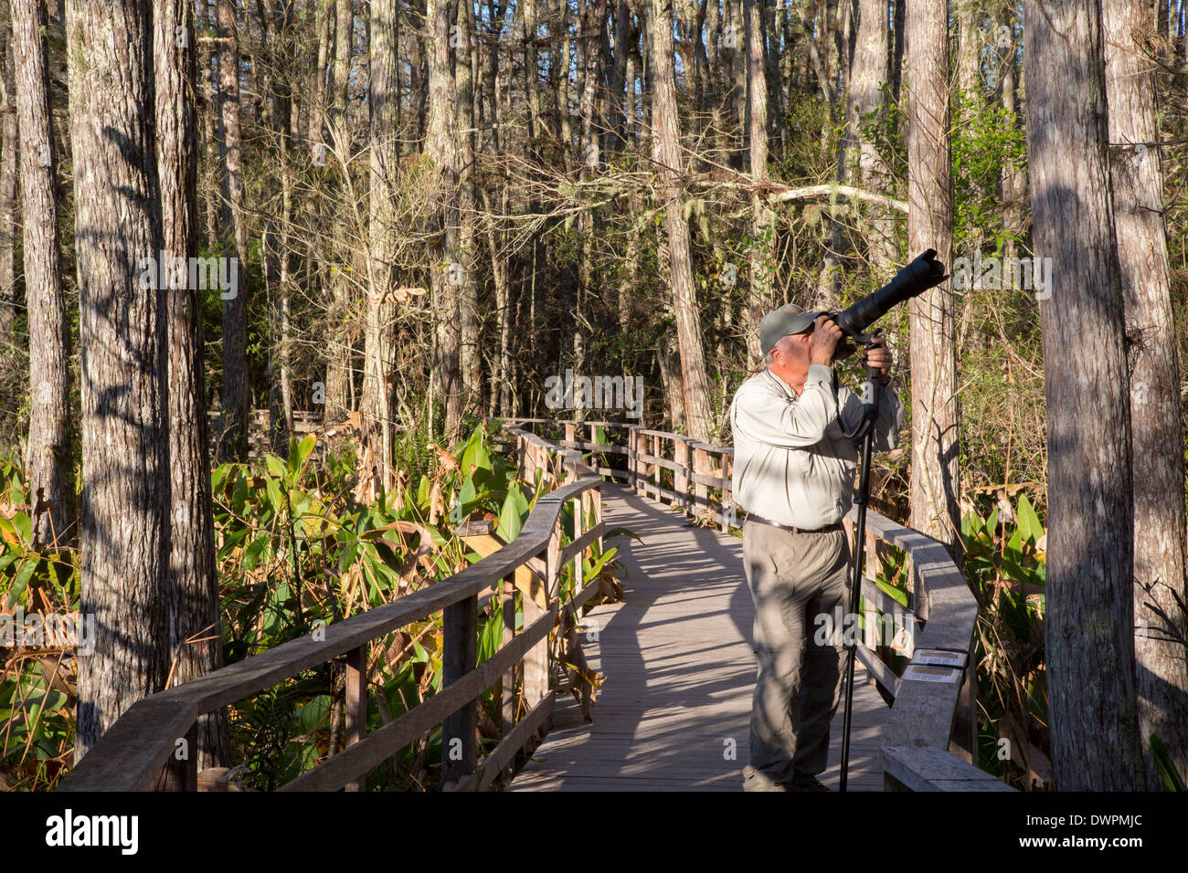 Naples, Floride - Un photographe sur la promenade à la National Audubon Society's Corkscrew Swamp Sanctuary. Banque D'Images Naples, Floride - Un photographe sur la promenade à la National Audubon Society's Corkscrew Swamp Sanctuary. Banque D'Images