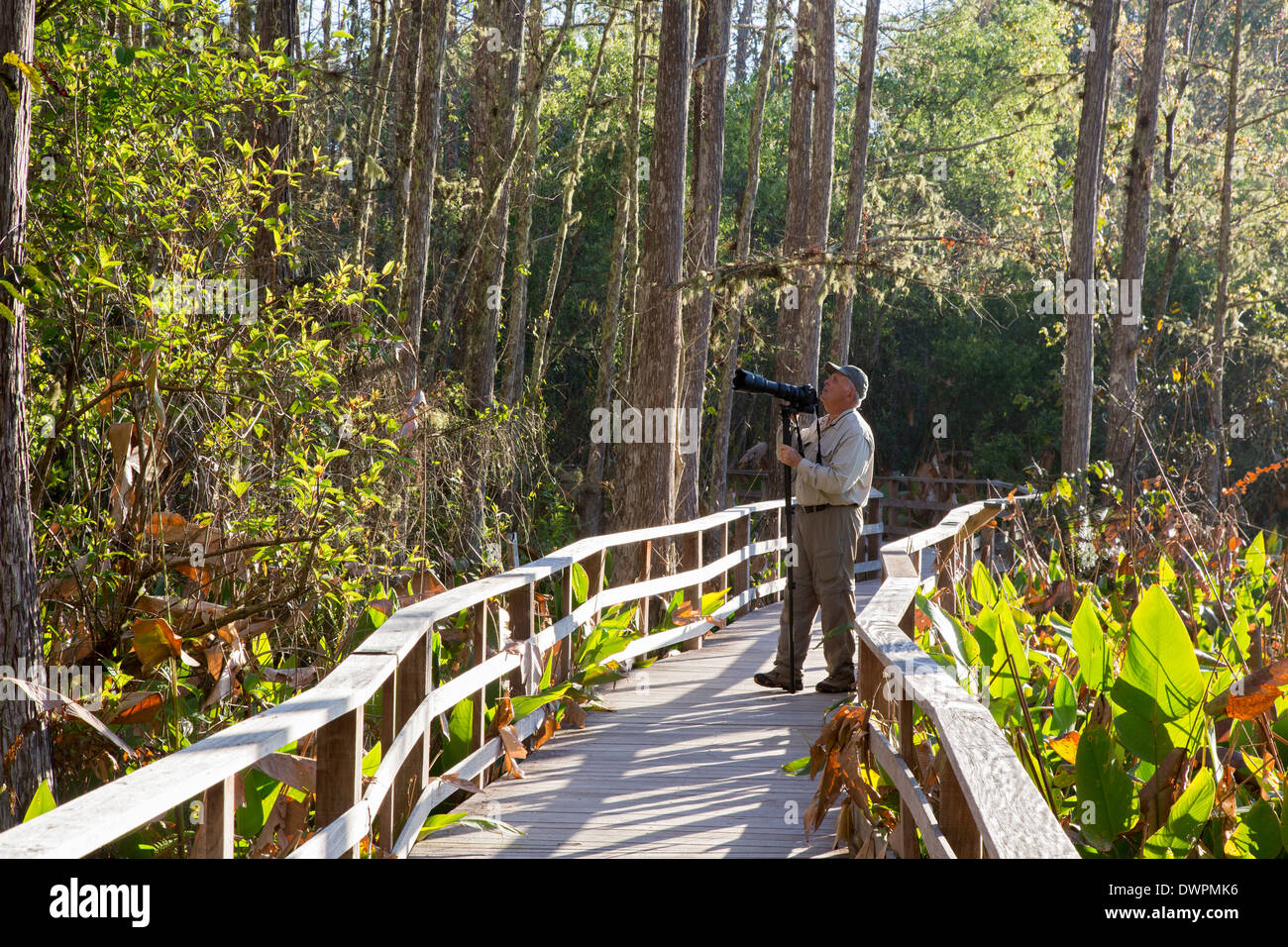 Naples, Floride - Un photographe sur la promenade à la National Audubon Society's Corkscrew Swamp Sanctuary. Banque D'Images Naples, Floride - Un photographe sur la promenade à la National Audubon Society's Corkscrew Swamp Sanctuary. Banque D'Images