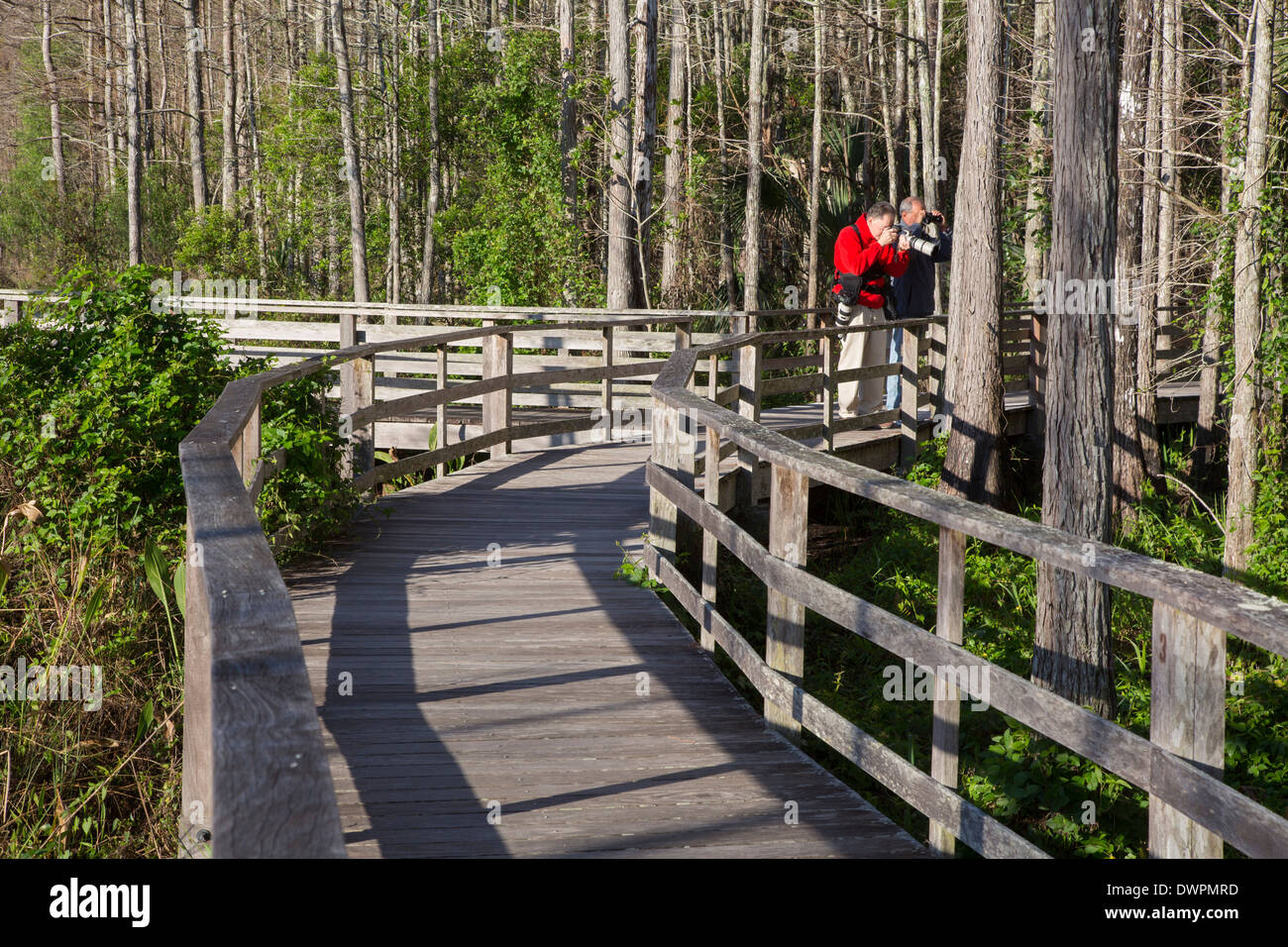 Naples, Floride - Un photographe sur la promenade à la National Audubon Society's Corkscrew Swamp Sanctuary. Banque D'Images Naples, Floride - Un photographe sur la promenade à la National Audubon Society's Corkscrew Swamp Sanctuary. Banque D'Images
