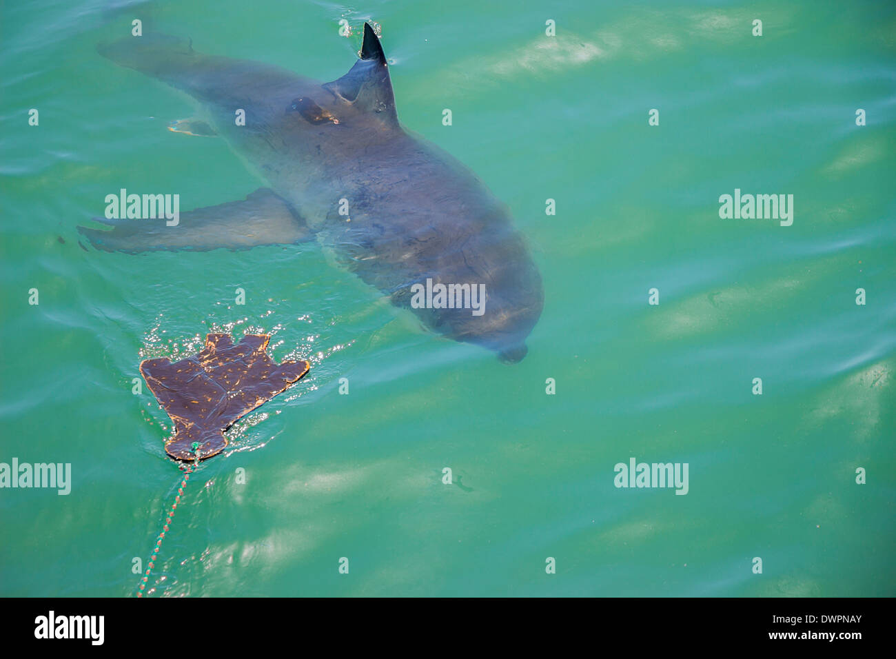 Un grand requin blanc traquant un sceau en bois leurre dans l'Océan Banque D'Images