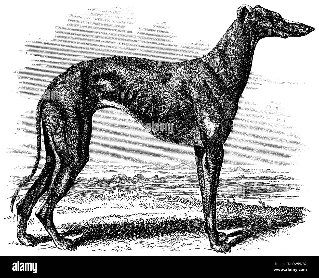 Greyhound Banque D'Images