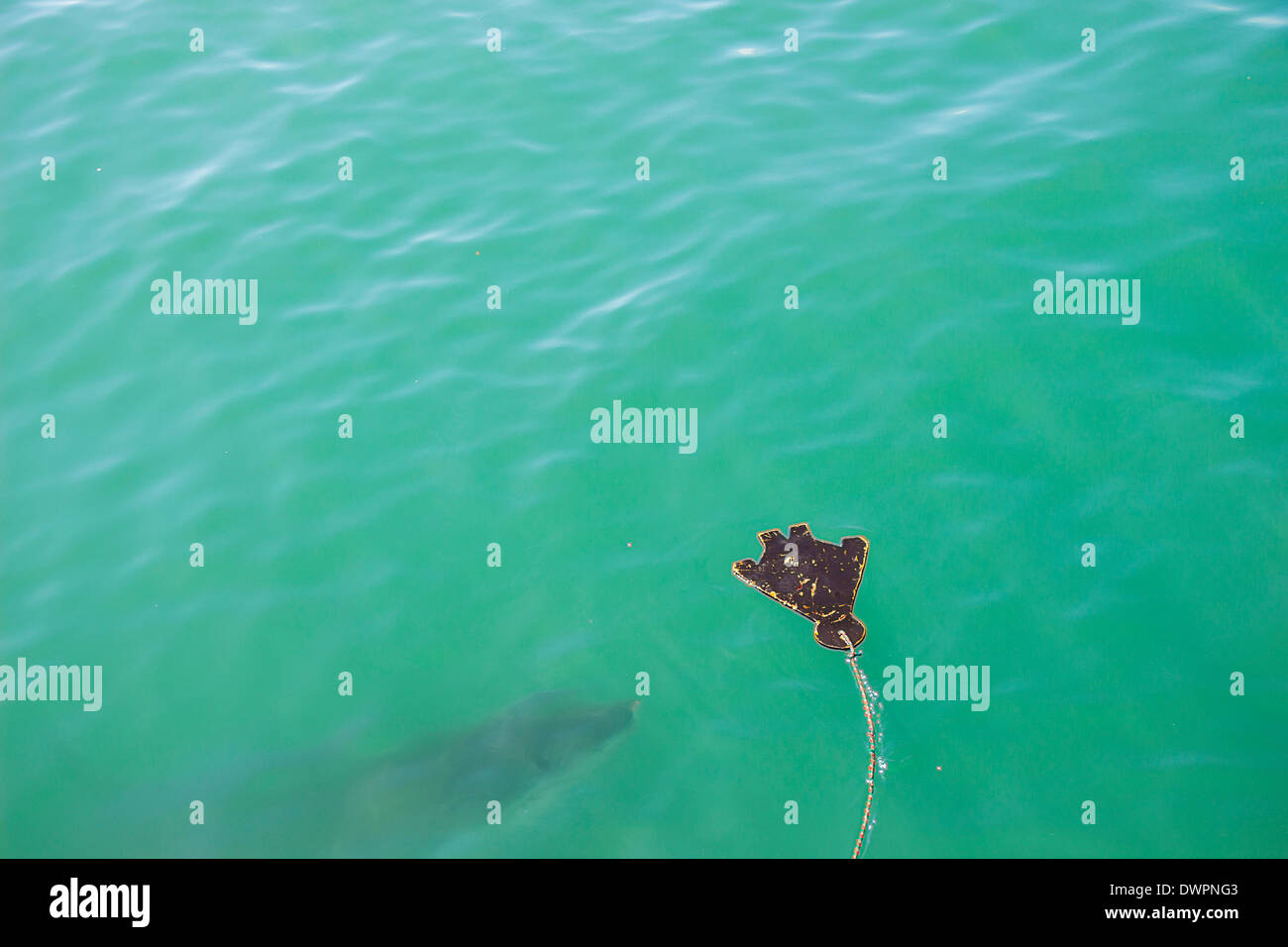 Un grand requin blanc traque un leurre et l'Appât dans l'Océan Banque D'Images