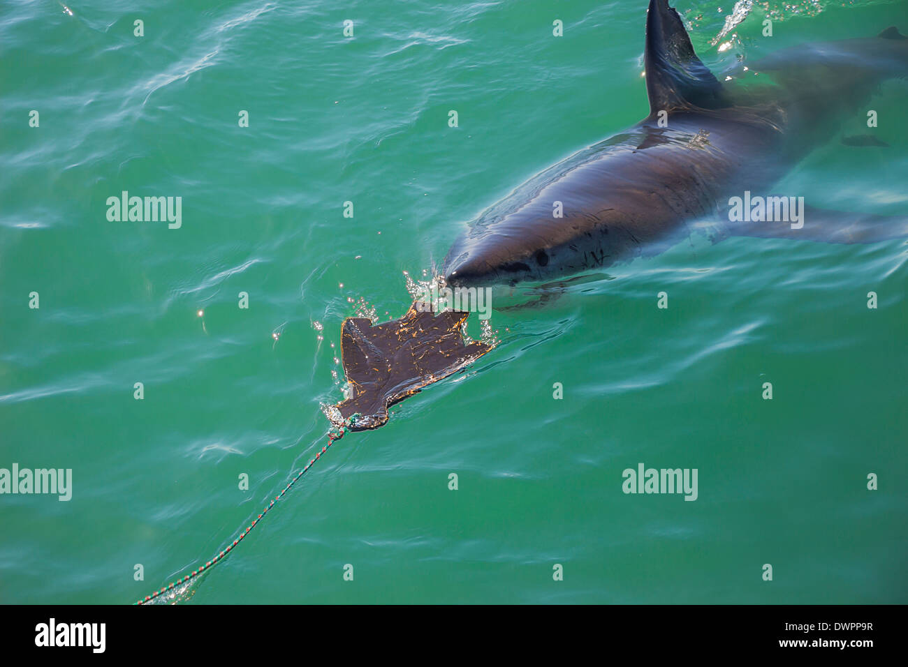 Un grand requin blanc traquant un sceau en bois leurre dans l'Océan Banque D'Images