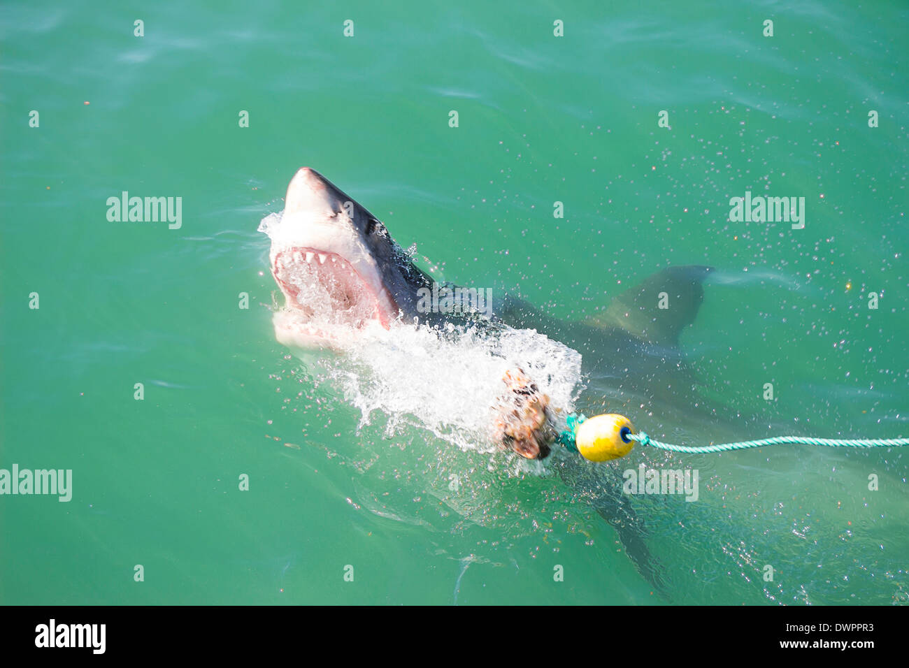 Un grand requin blanc attaquant un leurre et l'Appât dans l'Océan Banque D'Images