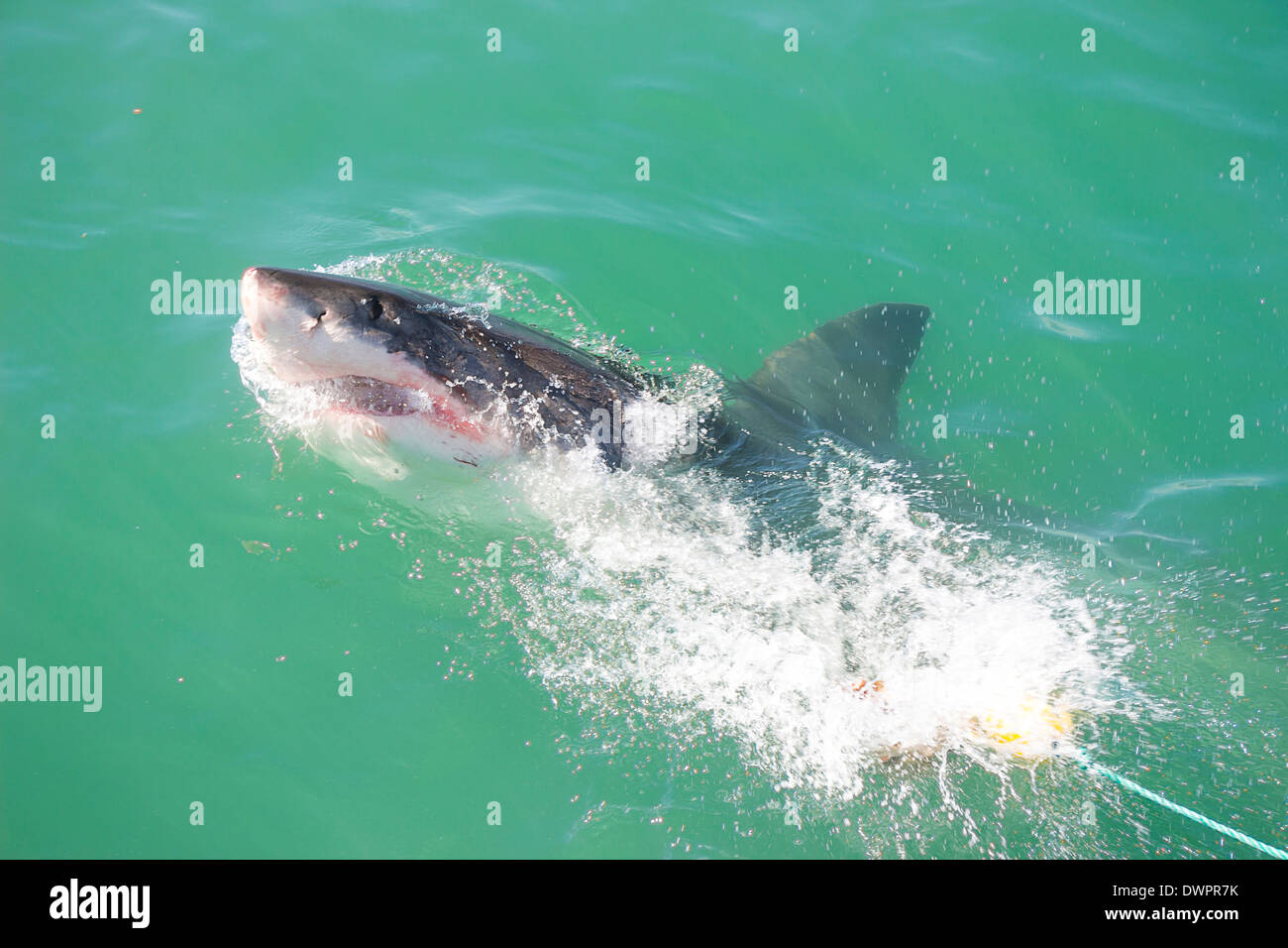 Un grand requin blanc attaquant un leurre et l'Appât dans l'Océan Banque D'Images