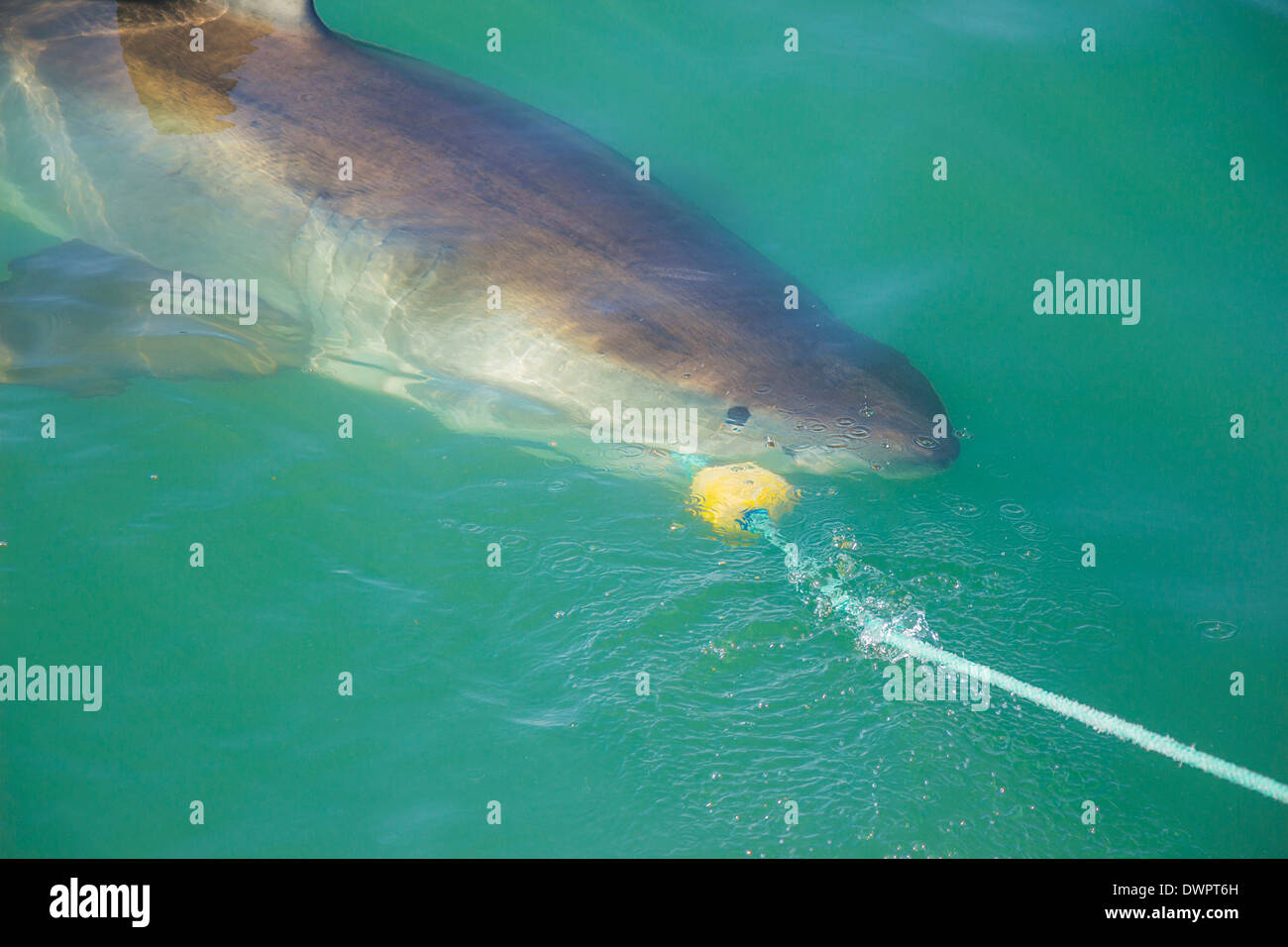 Un grand requin blanc de mordre un leurre et l'appât dans l'océan Banque D'Images