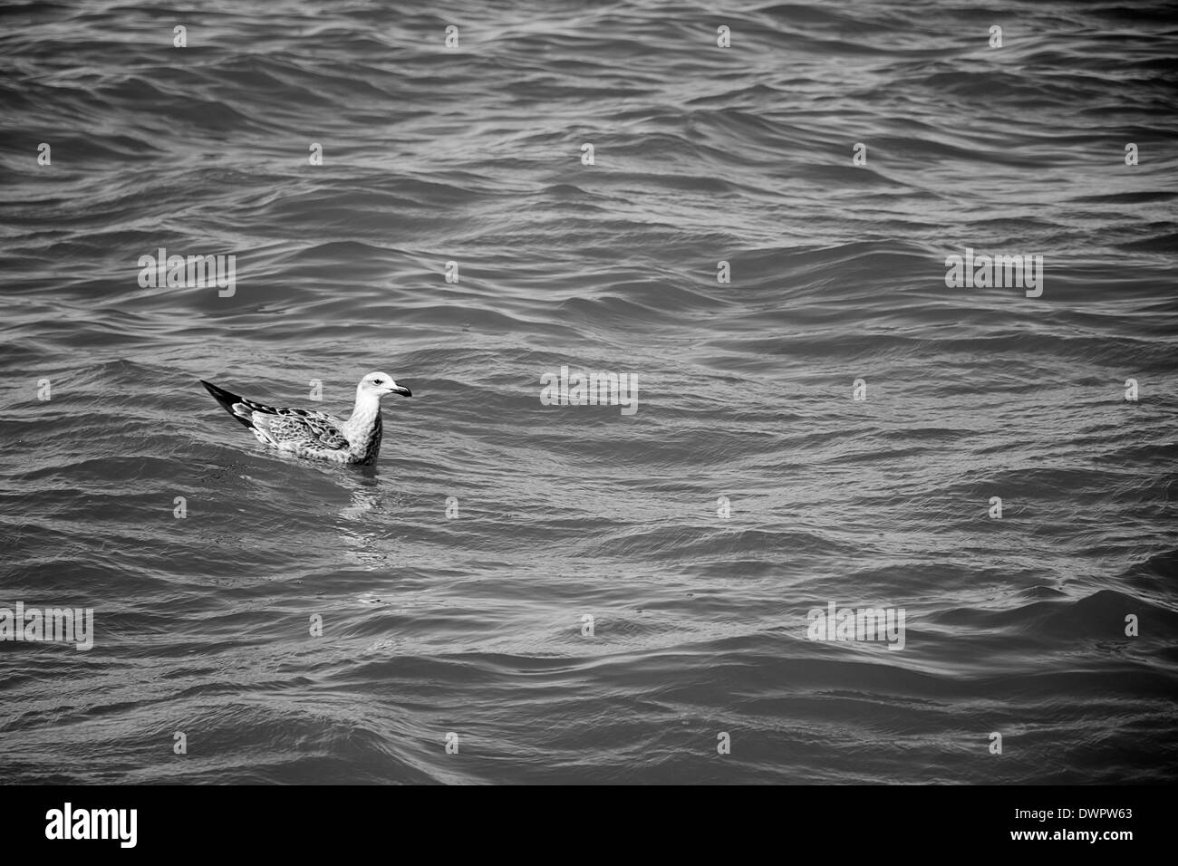 Une mouette séance de la surface de l'océan en noir et blanc Banque D'Images