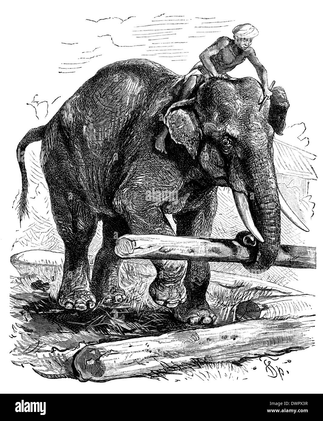 L'éléphant indien transportant du bois, avec rider Banque D'Images