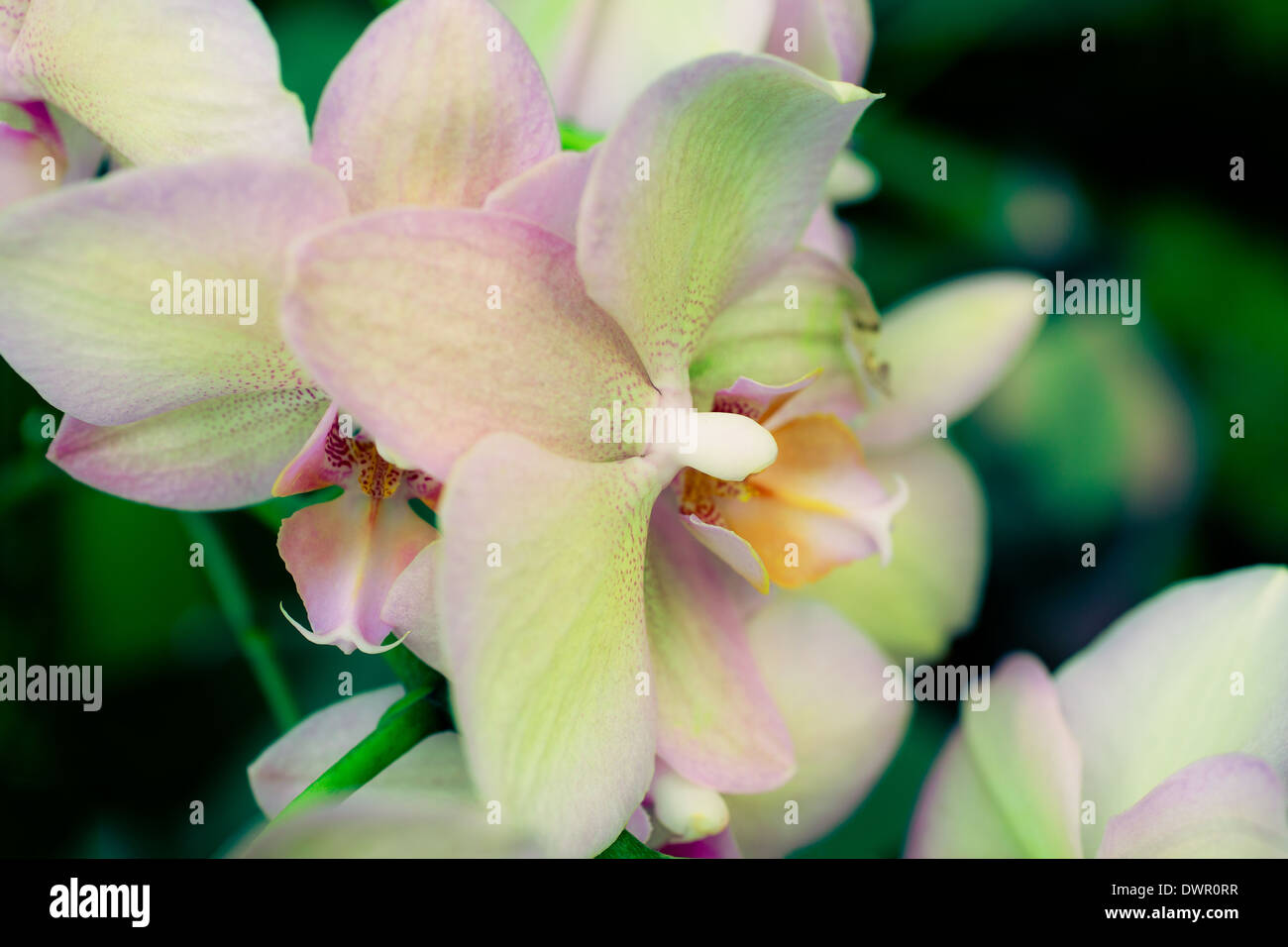 Gros plan de fleurs orchidée rose sur fond de feuilles Banque D'Images