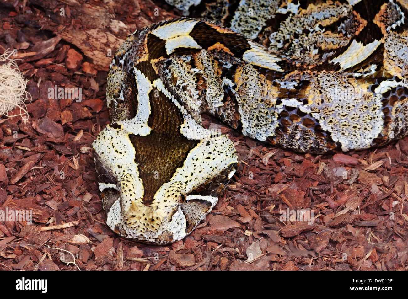 Rhinoceros Viper, Vipère à cornes de rhinocéros rhinocéros ou Adder (Bitis nasicornis) Banque D'Images