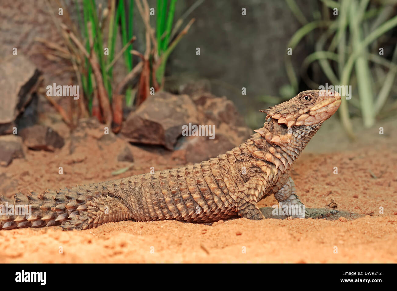 Lézard géant ceinturés, Sungazer, lézard à queue épineuse géant géant ou Zonure (Cordylus giganteus) Banque D'Images