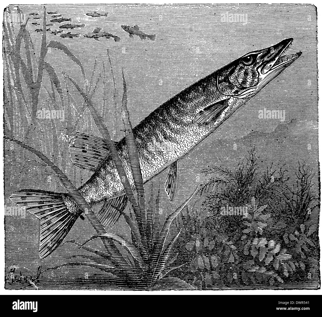 Brochet dessin Banque d'images noir et blanc Page 2 Alamy