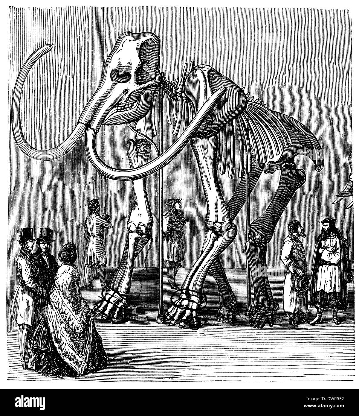 Mammoth : squelette dans museum Banque D'Images