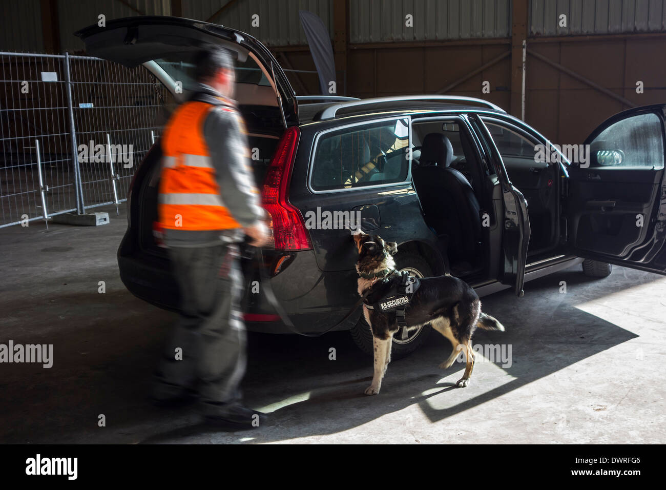 Location recherchés des explosifs et des drogues par handler avec chien de détection d'explosifs de la Securitas K9 équipe de détection d'explosifs Banque D'Images