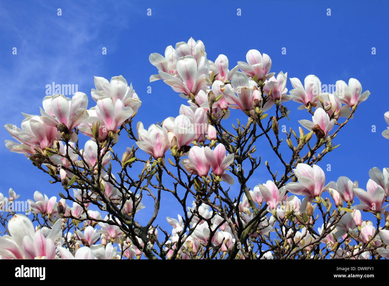 Hampton Court, Greater London, England, UK. 12 mars 2014. Un magnolia en fleurs dans les jardins de Hampton Court Palace. Credit : Julia Gavin/Alamy Live News Banque D'Images