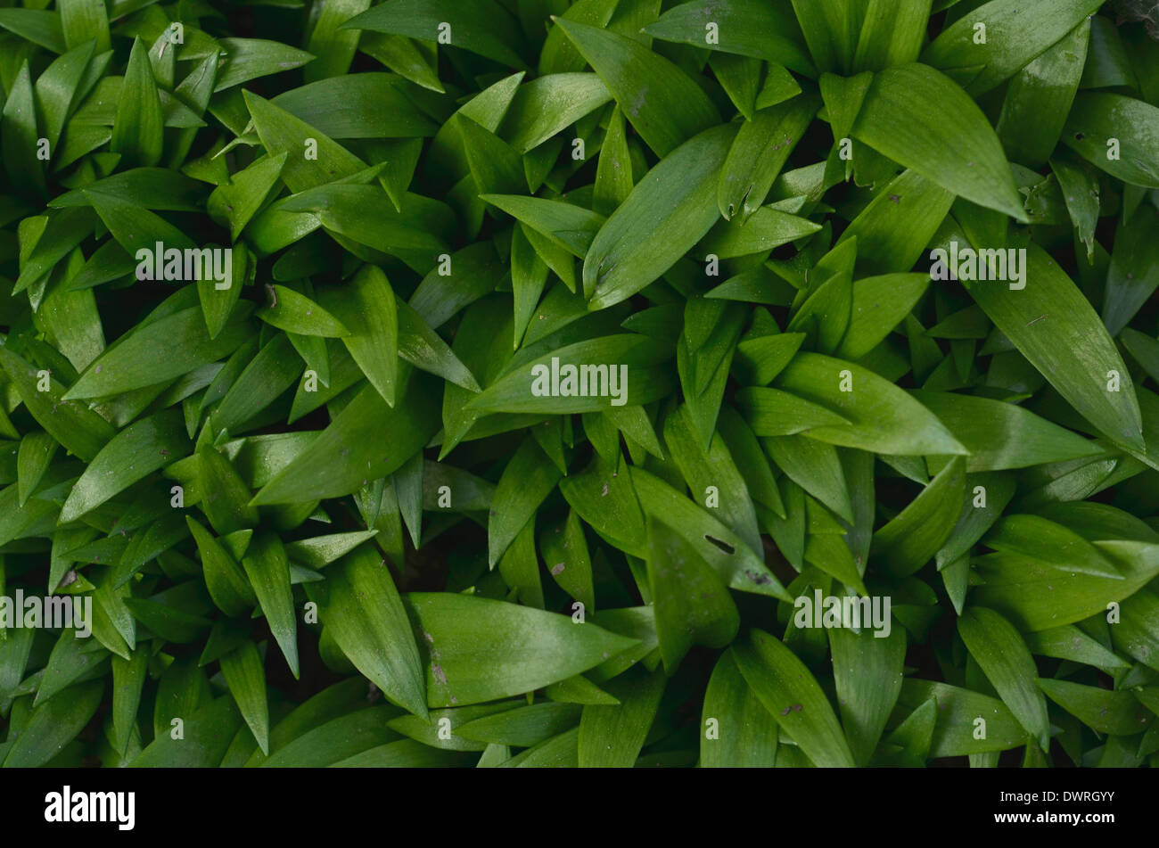Ramsons / Allium ursinum, l'ail sauvage. Les jeunes plantes sont proches les uns des autres. Nourriture et la restauration sur le concept sauvages. Banque D'Images