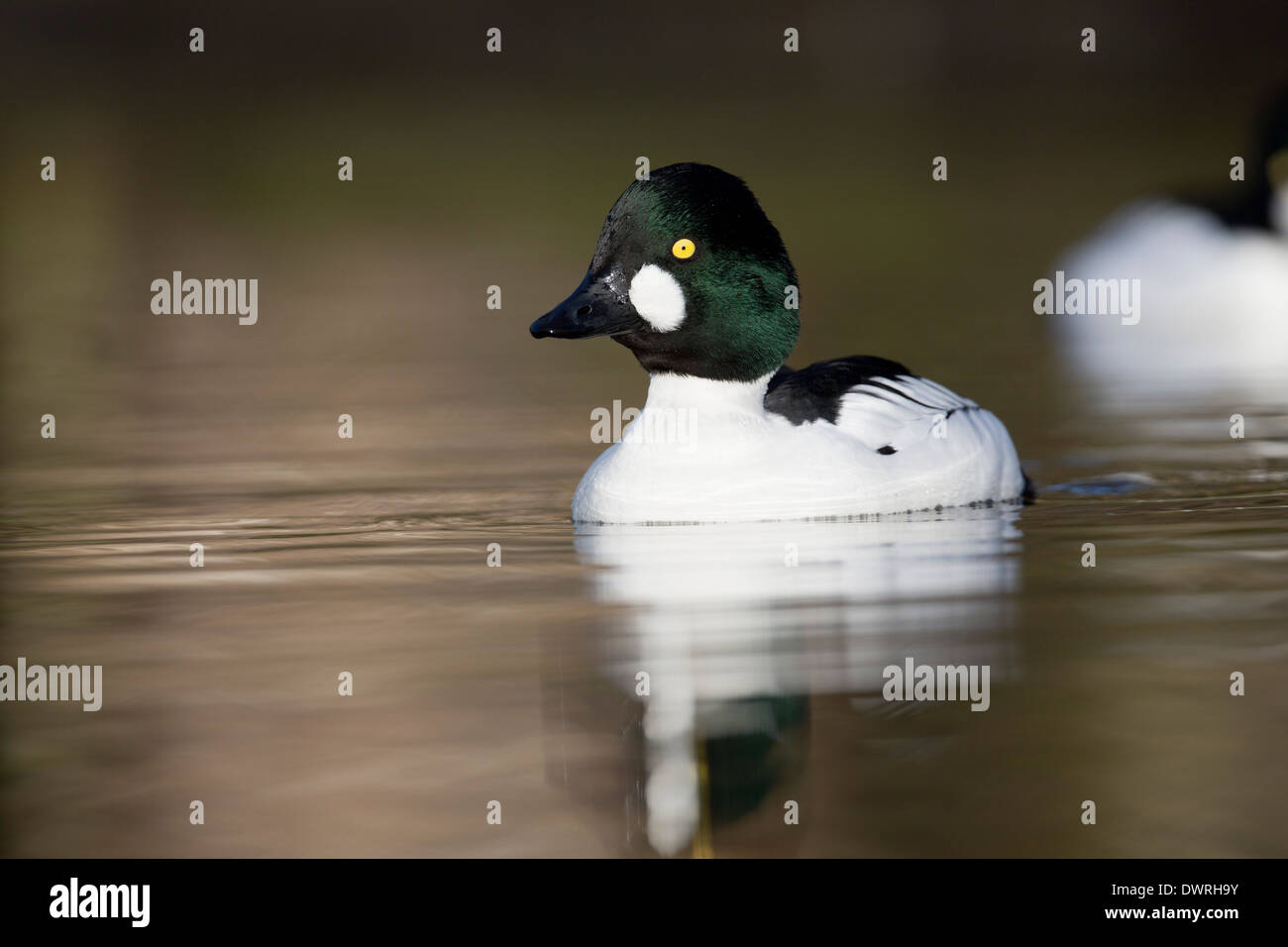 ; Goldeneye Bucephala clangula ; mâle ; hiver ; UK Banque D'Images