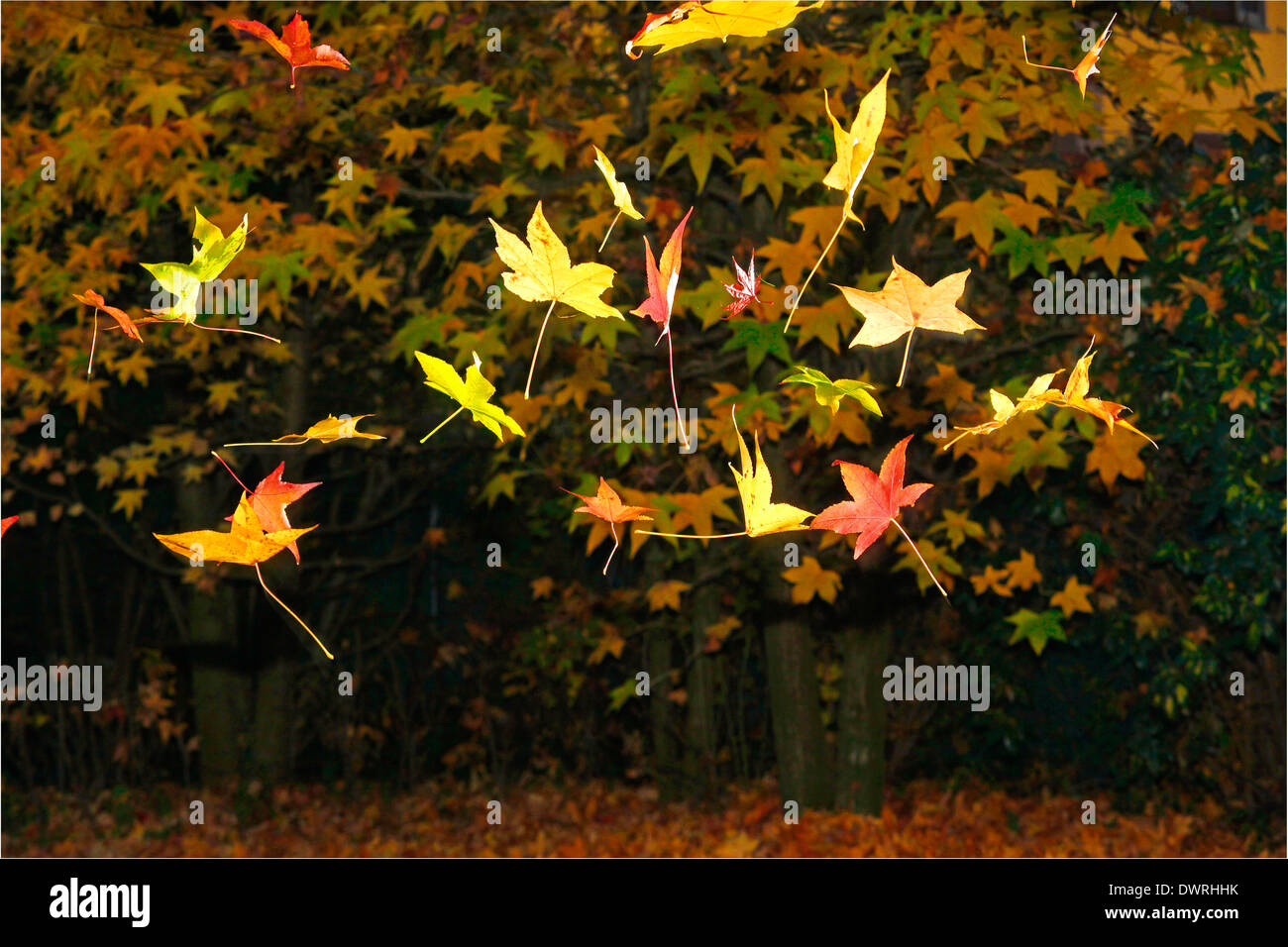 La chute des feuilles en automne Liquidambar Banque D'Images