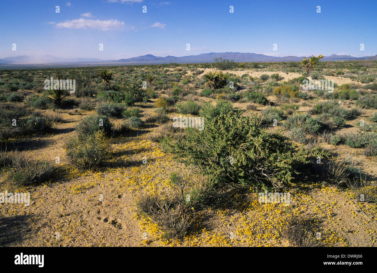 Elk248-2651 Californie, Mojave National Preserve, Mojave Desert landscape Banque D'Images