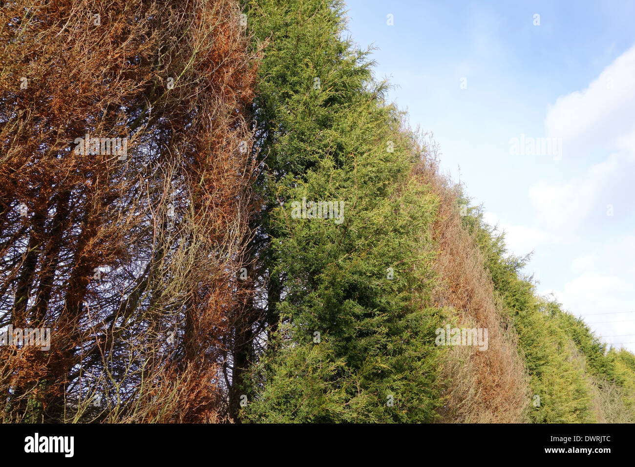 Phytophthora Tree la maladie dans une ligne de conifères, UK Banque D'Images