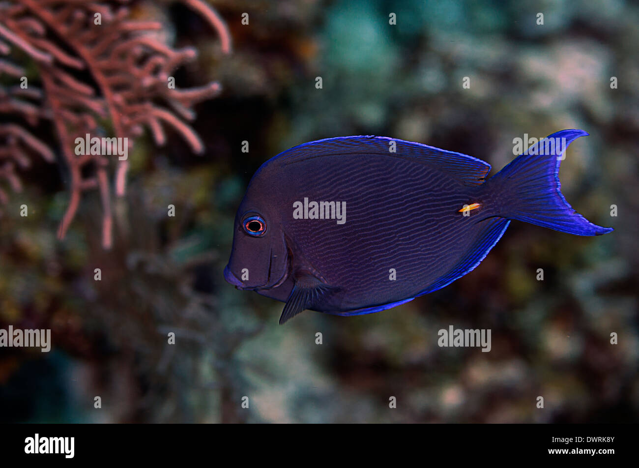 Un poisson bleu tang dans la nature à Roatan, Honduras. Banque D'Images