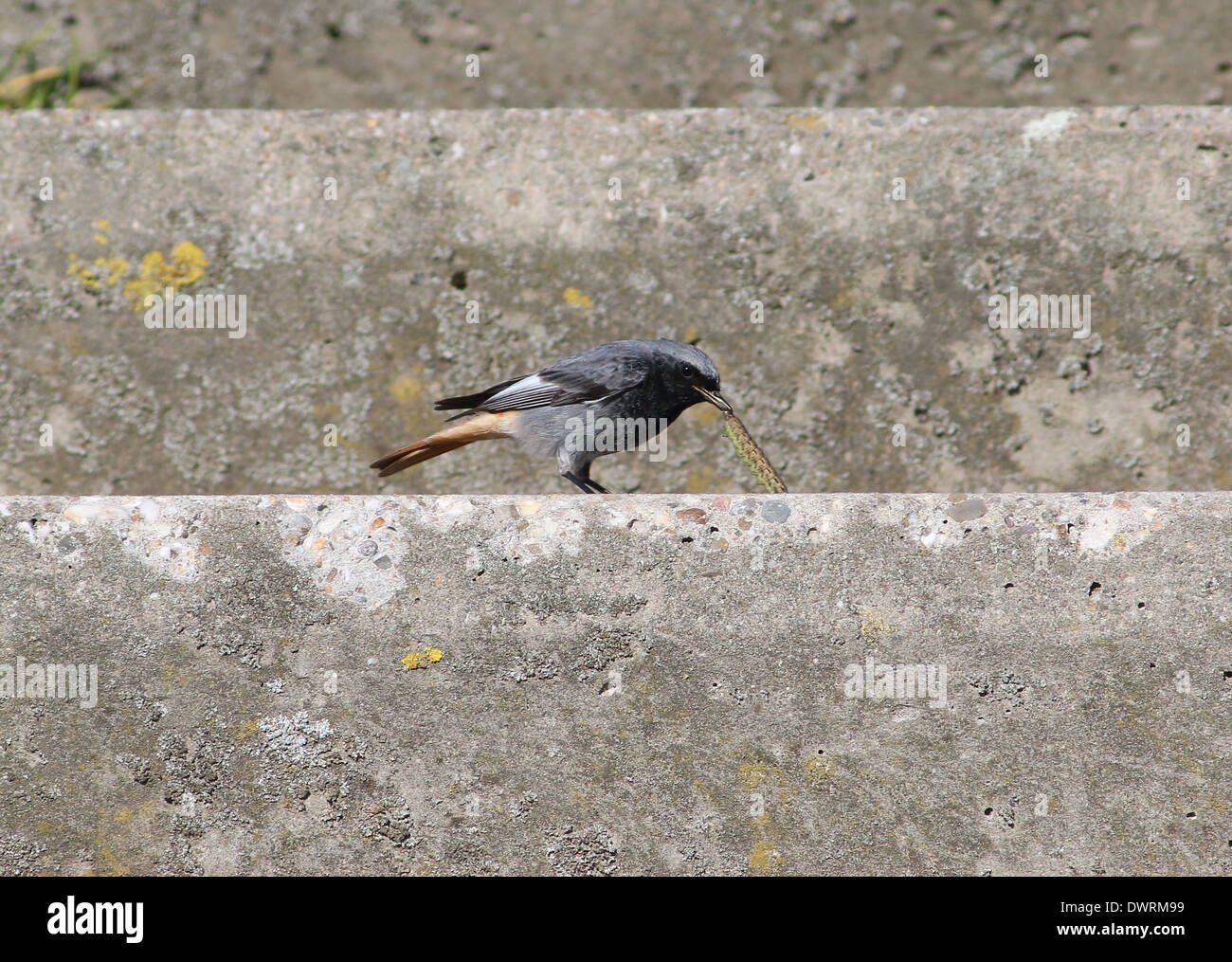 Rougequeue noir (Phoenicurus ochruros) posant avec un grub Banque D'Images