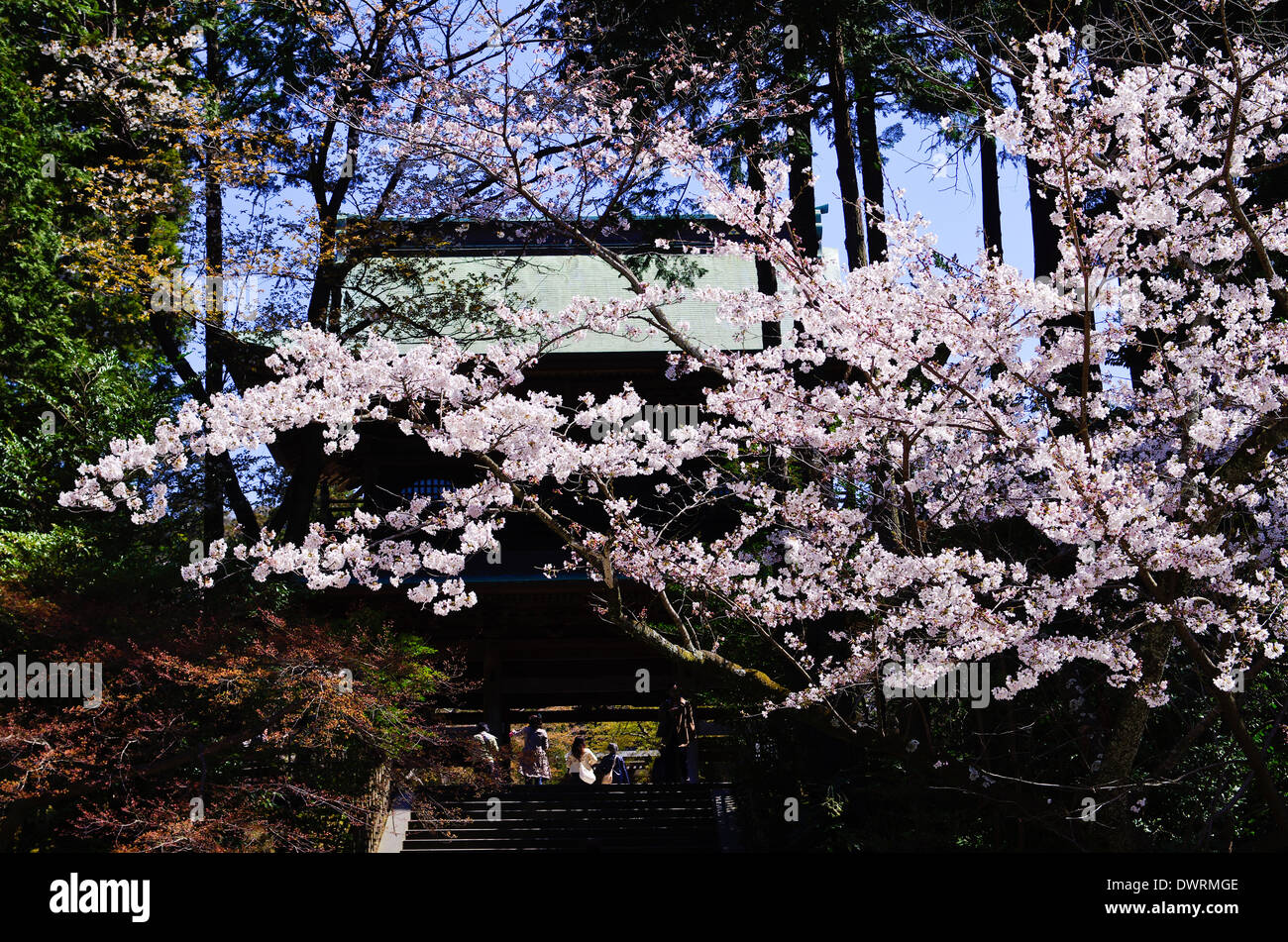 Somon porte de l'Engaku-ji à Kamakura au cours de la saison des cerisiers en fleur, Japon Banque D'Images